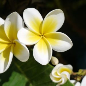 ハワイアン　プルメリア
